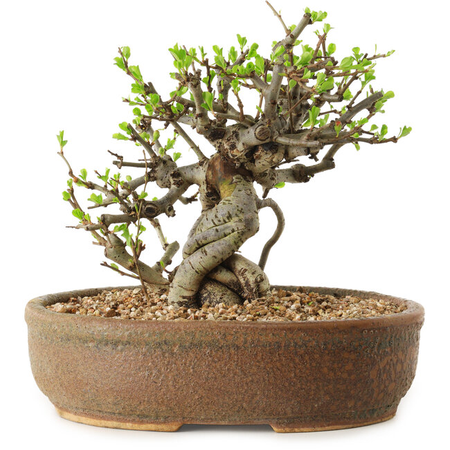 Chaenomeles speciosa, 17 cm, ± 20 ans