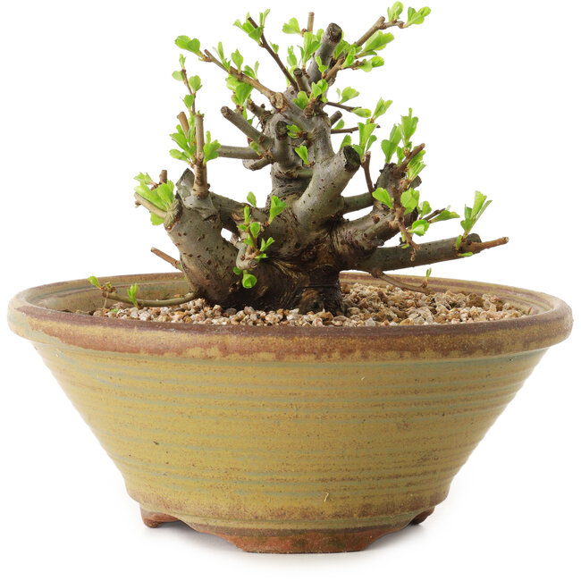 Chaenomeles speciosa, 12 cm, ± 20 jaar oud