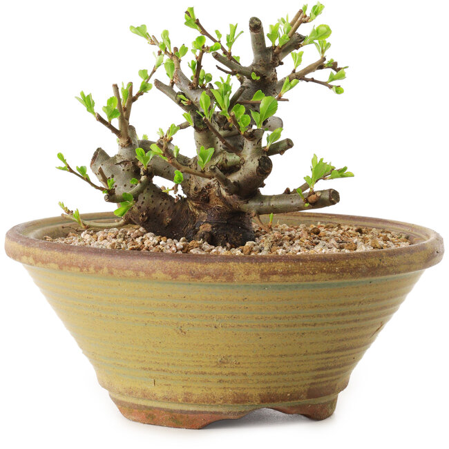 Chaenomeles speciosa, 12 cm, ± 20 ans