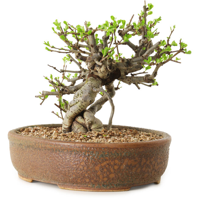 Chaenomeles speciosa, 17 cm, ± 20 ans