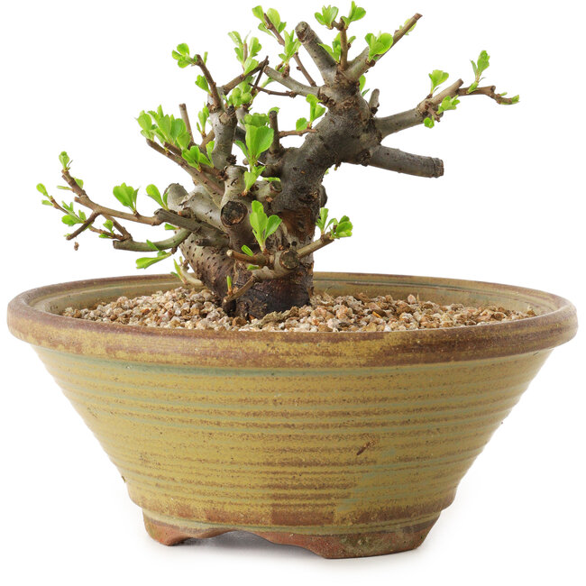 Chaenomeles speciosa, 12 cm, ± 20 jaar oud