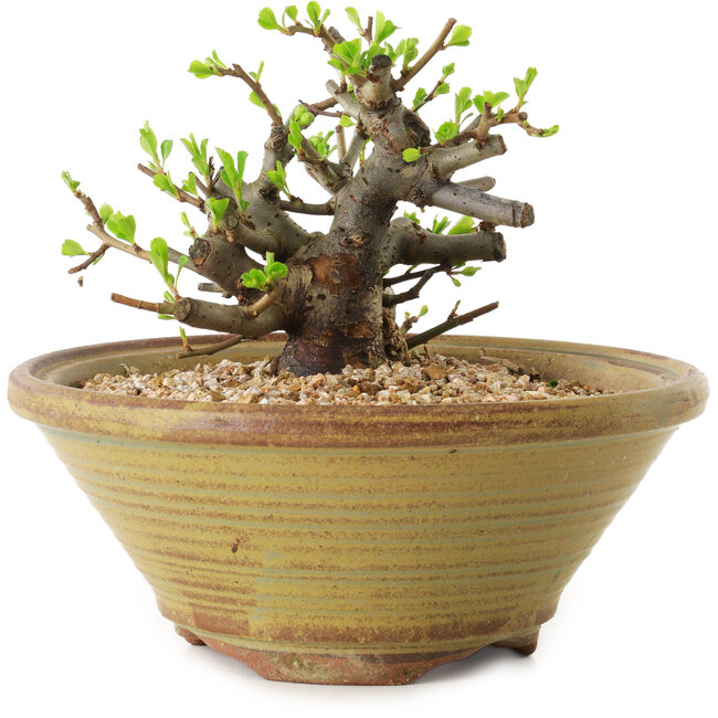 Chaenomeles speciosa, 12 cm, ± 20 years old