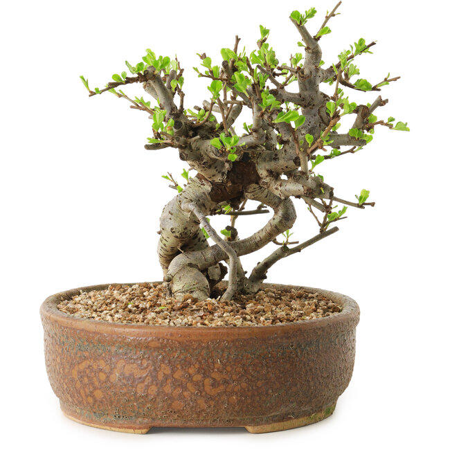 Chaenomeles speciosa, 17 cm, ± 20 jaar oud