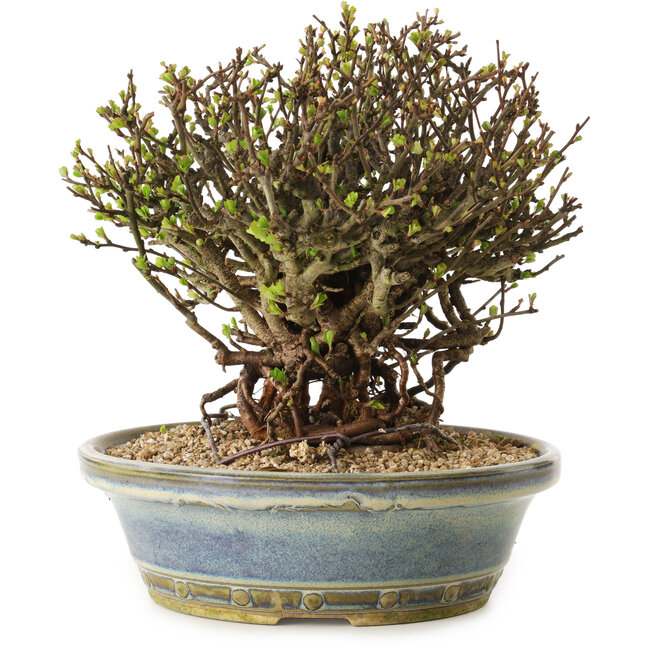 Chaenomeles speciosa, 22 cm, ± 25 ans