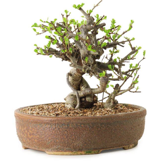 Chaenomeles speciosa, 17 cm, ± 20 anni