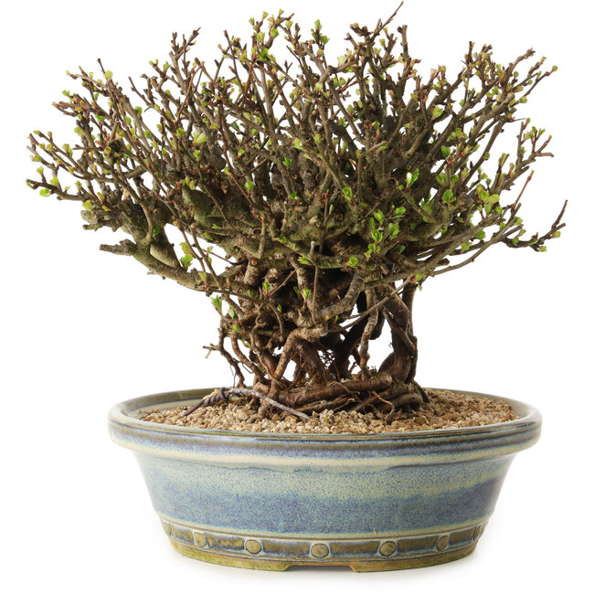 Chaenomeles speciosa, 22 cm, ± 25 ans