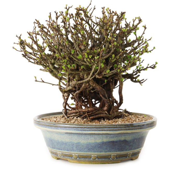 Chaenomeles speciosa, 22 cm, ± 25 ans