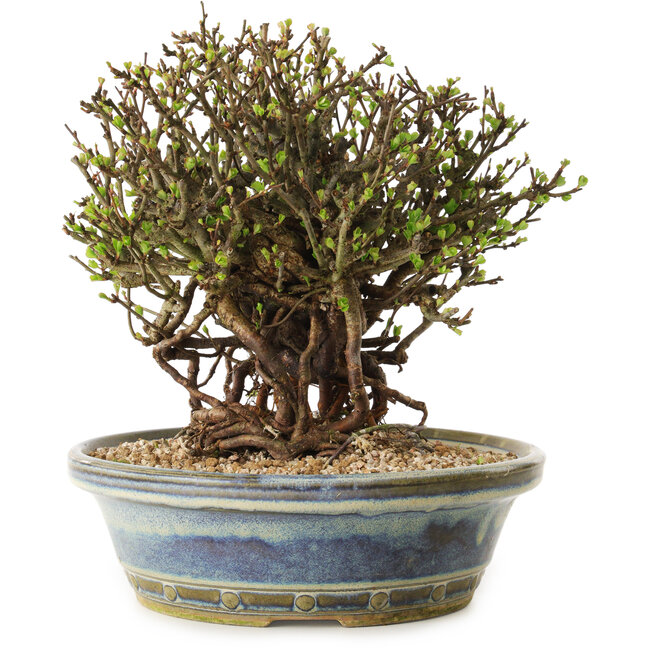 Chaenomeles speciosa, 22 cm, ± 25 ans