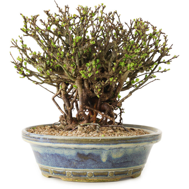 Chaenomeles speciosa, 22 cm, ± 25 ans