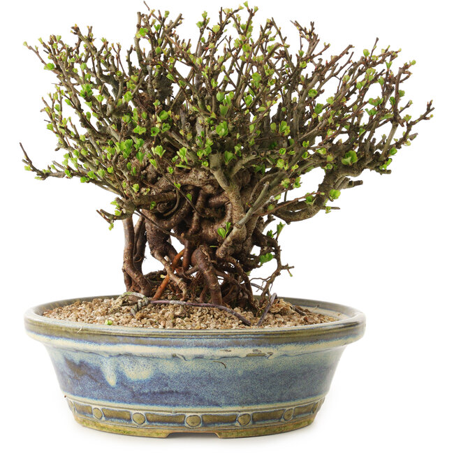 Chaenomeles speciosa, 22 cm, ± 25 ans