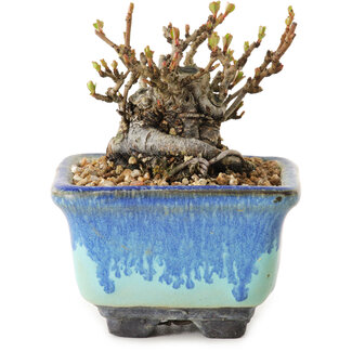 Chaenomeles speciosa, 6 cm, ± 20 ans