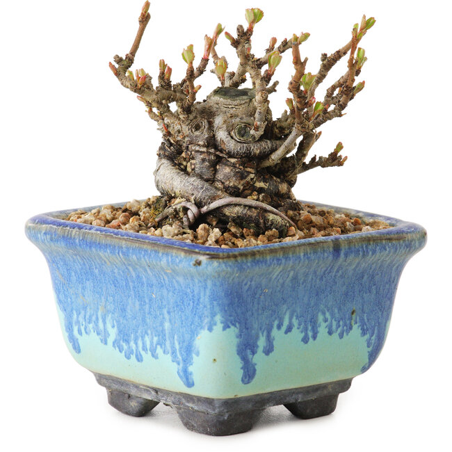 Chaenomeles speciosa, 6 cm, ± 20 ans