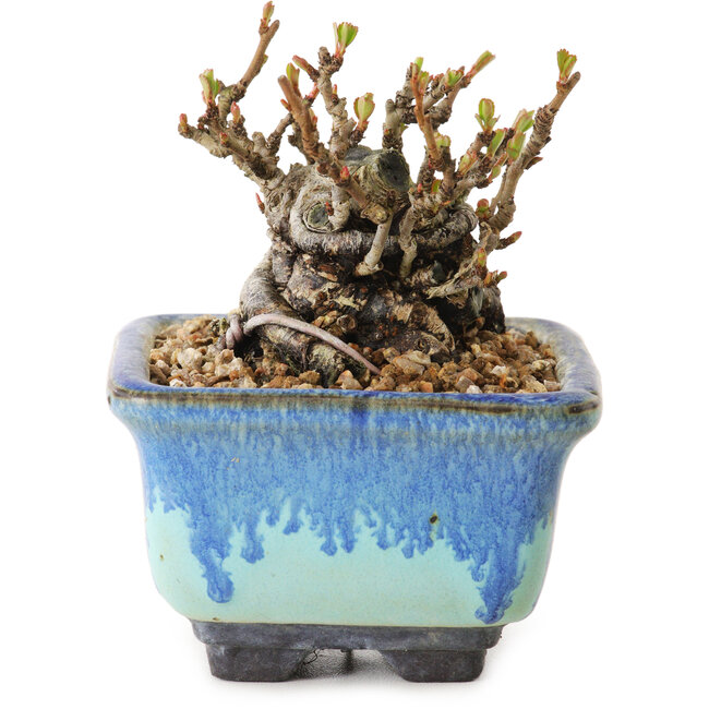 Chaenomeles speciosa, 6 cm, ± 20 ans