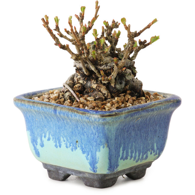 Chaenomeles speciosa, 6 cm, ± 20 anni