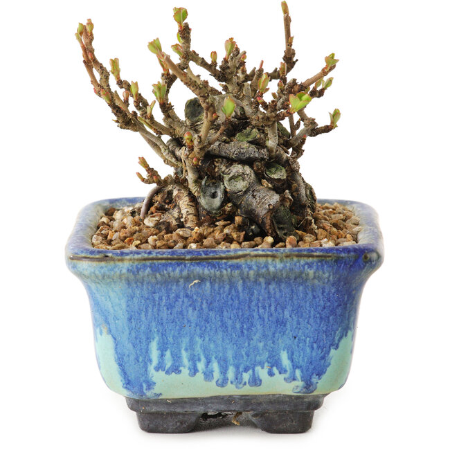 Chaenomeles speciosa, 6 cm, ± 20 ans