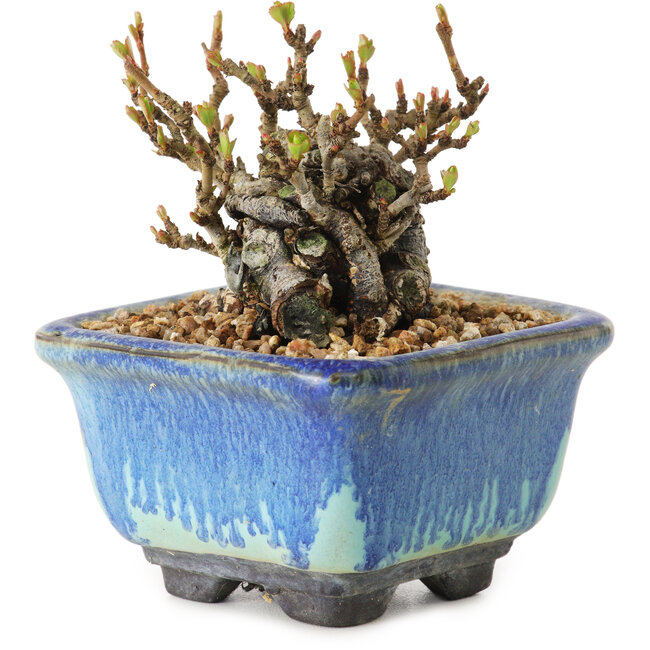 Chaenomeles speciosa, 6 cm, ± 20 anni