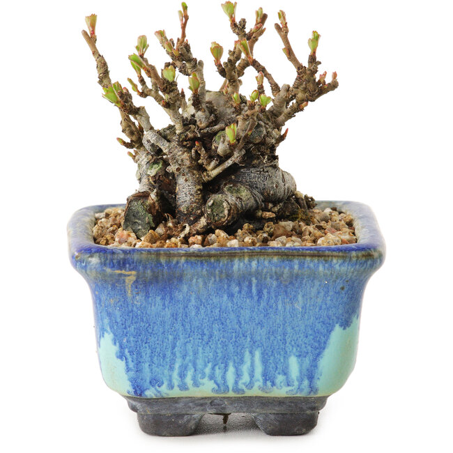 Chaenomeles speciosa, 6 cm, ± 20 anni