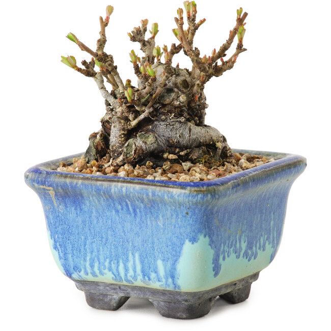 Chaenomeles speciosa, 6 cm, ± 20 anni