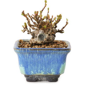 Chaenomeles speciosa, 6 cm, ± 20 anni