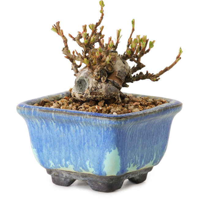 Chaenomeles speciosa, 6 cm, ± 20 años de edad