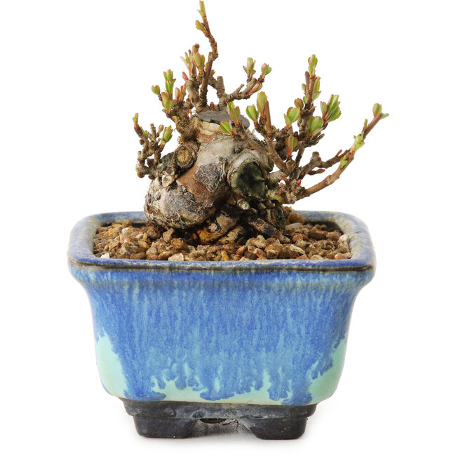 Chaenomeles speciosa, 6 cm, ± 20 anni