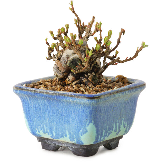 Chaenomeles speciosa, 6 cm, ± 20 ans