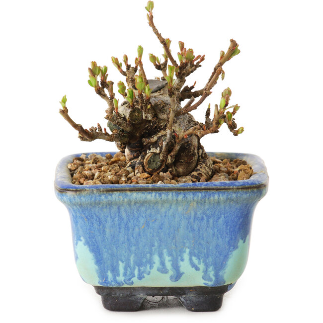 Chaenomeles speciosa, 6 cm, ± 20 anni