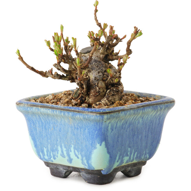 Chaenomeles speciosa, 6 cm, ± 20 anni