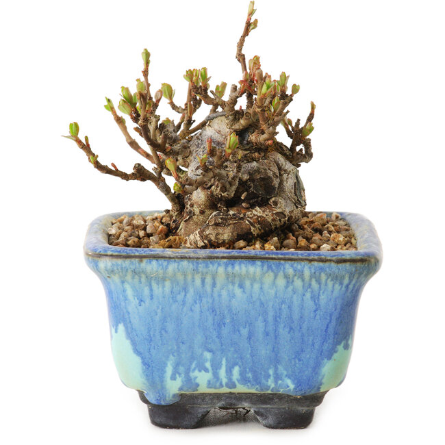 Chaenomeles speciosa, 6 cm, ± 20 ans