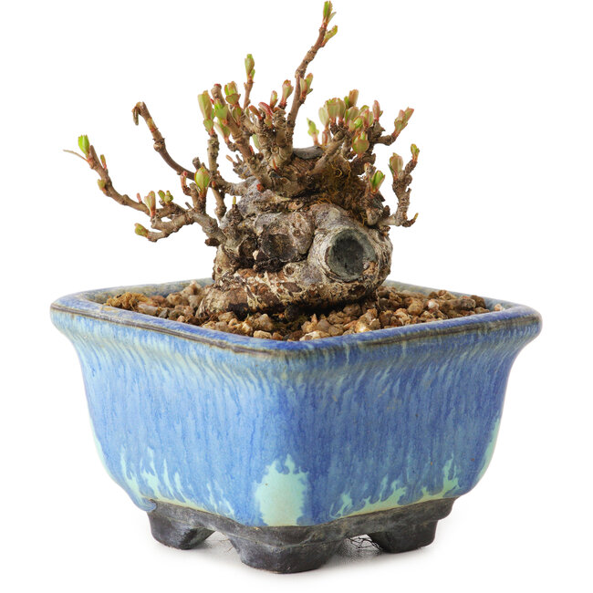 Chaenomeles speciosa, 6 cm, ± 20 ans