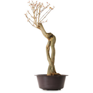 Acer buergerianum, 67 cm, ± 25 años