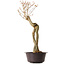 Acer buergerianum, 67 cm, ± 25 ans