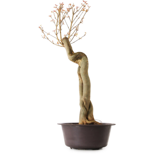 Acer buergerianum, 67 cm, ± 25 jaar oud