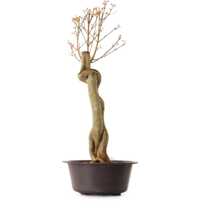 Acer buergerianum, 67 cm, ± 25 anni