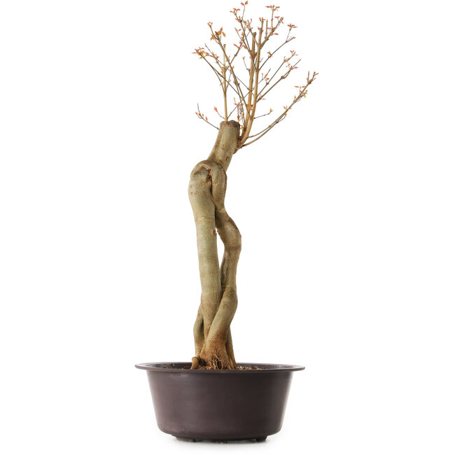 Acer buergerianum, 67 cm, ± 25 Jahre alt