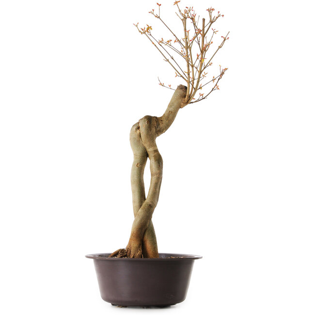 Acer buergerianum, 67 cm, ± 25 jaar oud