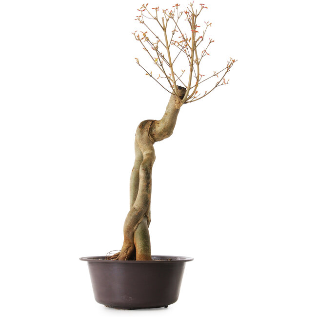 Acer buergerianum, 67 cm, ± 25 anni