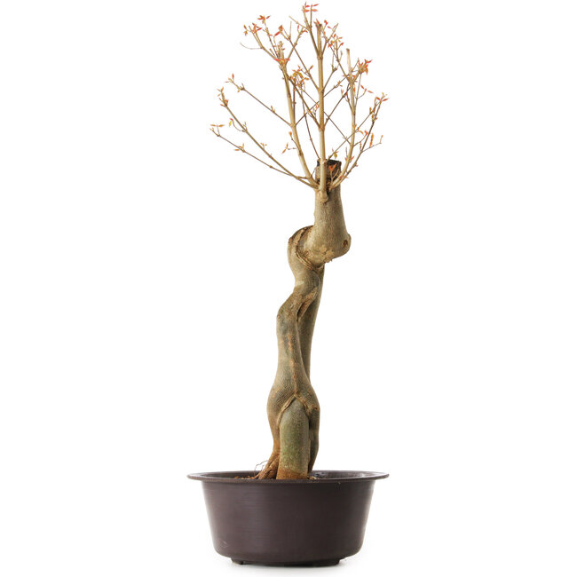 Acer buergerianum, 67 cm, ± 25 años