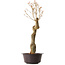 Acer buergerianum, 67 cm, ± 25 Jahre alt