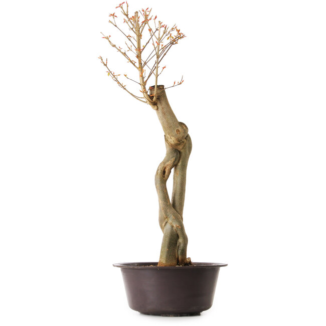 Acer buergerianum, 67 cm, ± 25 jaar oud