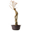 Acer buergerianum, 67 cm, ± 25 Jahre alt
