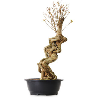 Acer buergerianum, 67 cm, ± 25 ans