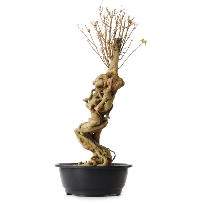 Acer buergerianum, 67 cm, ± 25 ans