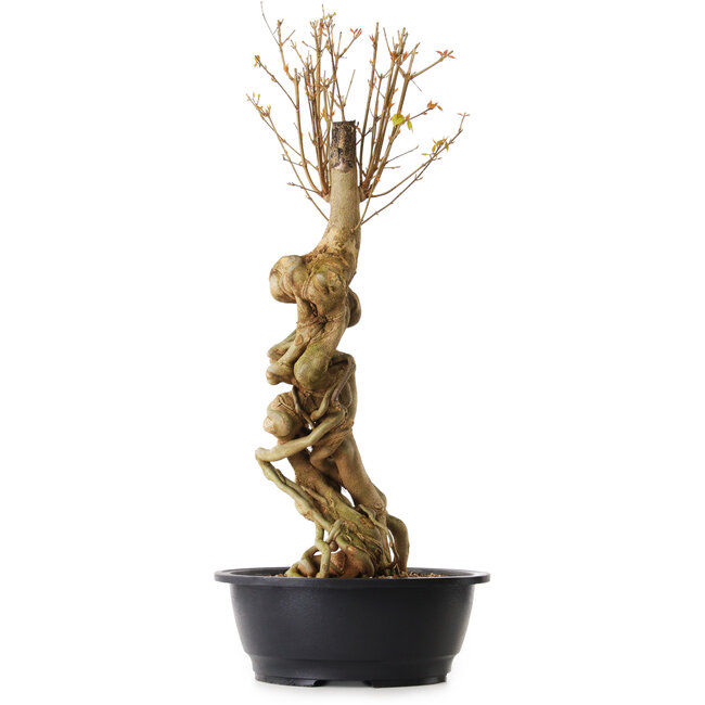 Acer buergerianum, 67 cm, ± 25 anni