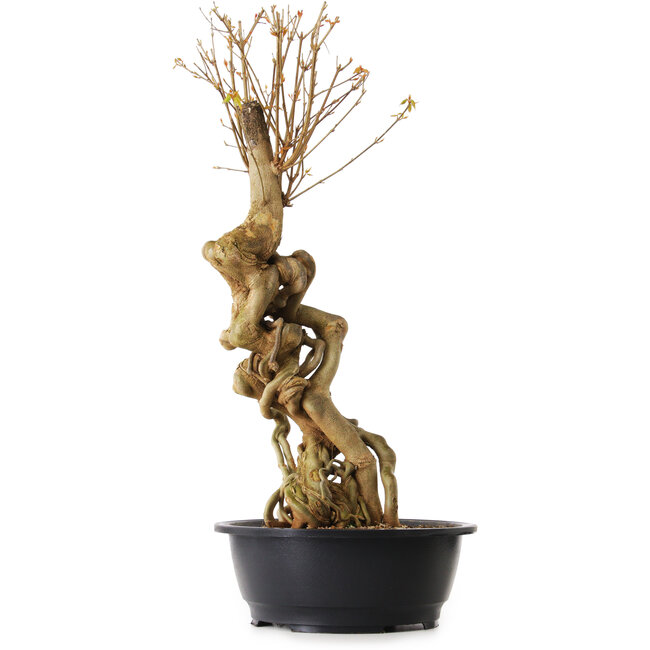 Acer buergerianum, 67 cm, ± 25 anni