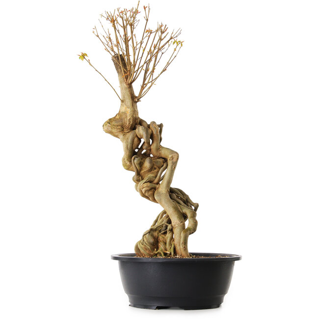 Acer buergerianum, 67 cm, ± 25 ans