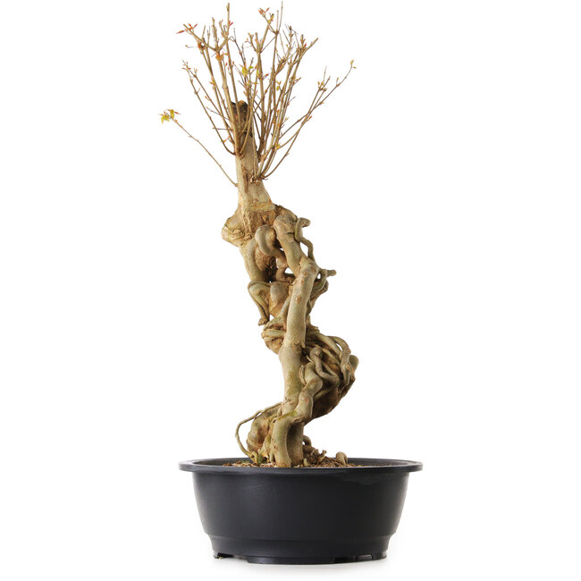 Acer buergerianum, 67 cm, ± 25 anni