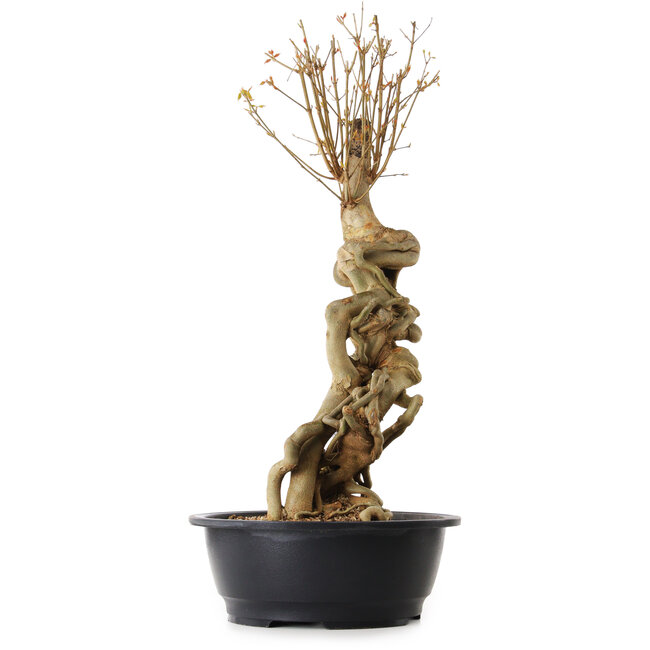 Acer buergerianum, 67 cm, ± 25 años