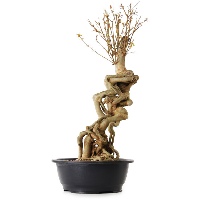 Acer buergerianum, 67 cm, ± 25 anni