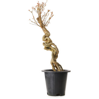 Acer buergerianum, 67 cm, ± 25 años